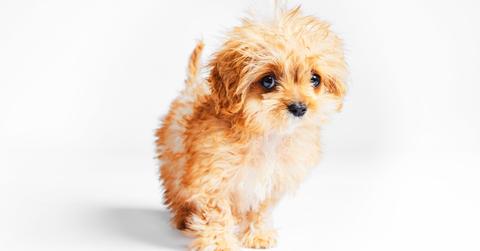 Sweetpea from the 2024 Puppy Bowl.