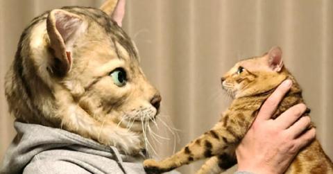 pet head replica cover