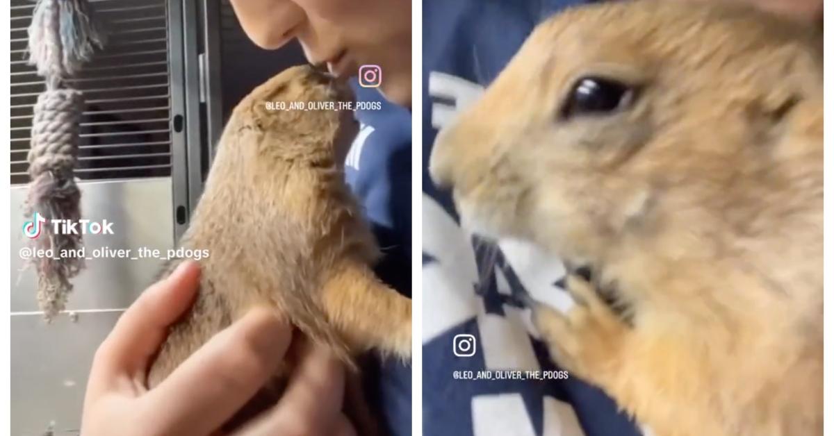 A prairie dog on TikTok