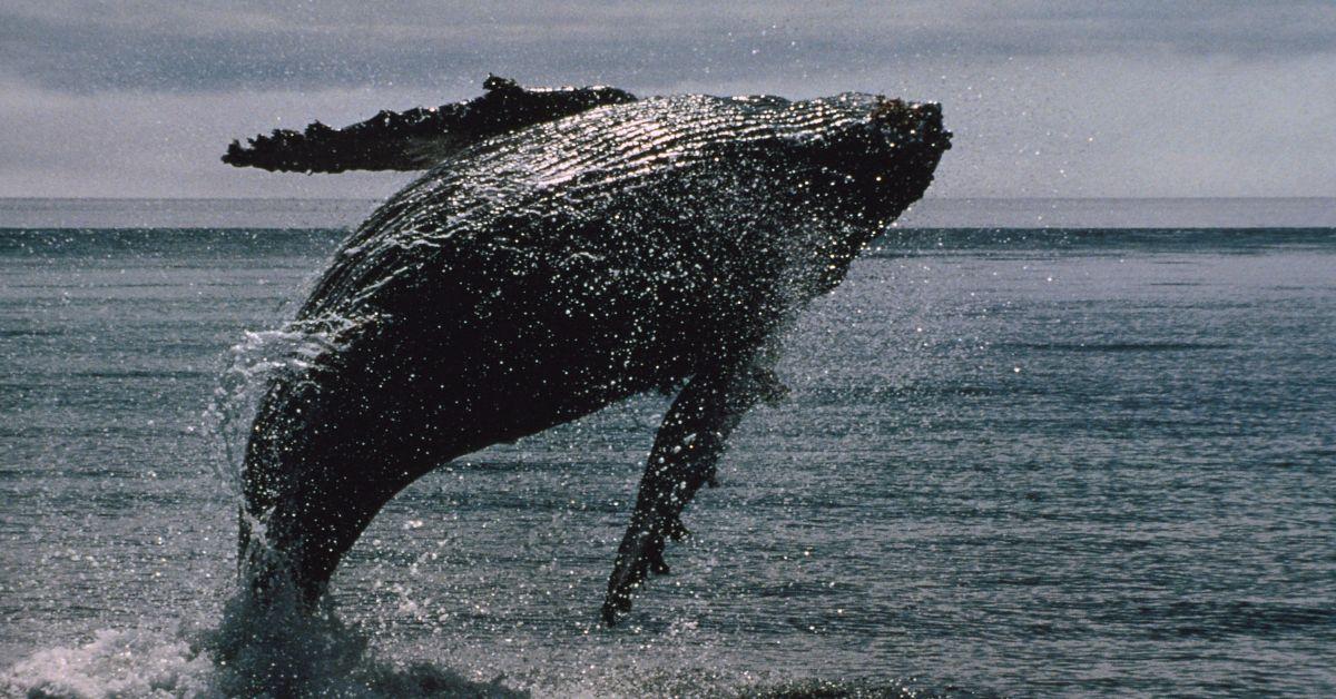 Humpback whale