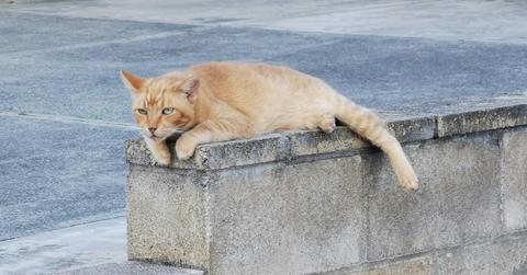 Cat lying on concrete