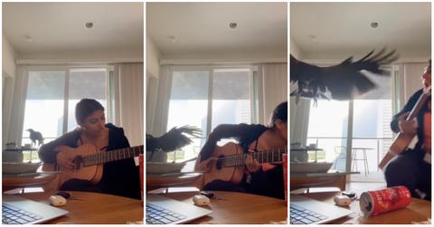 A hawk flies into a woman's living room