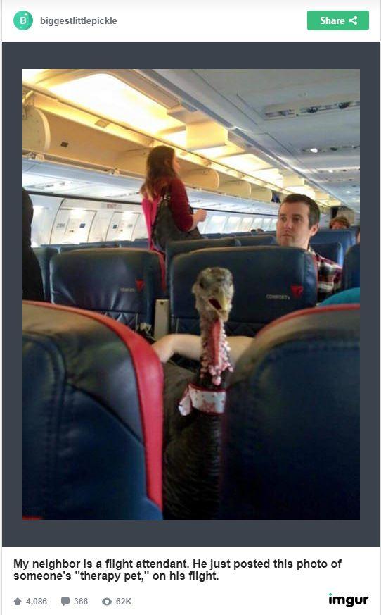 turkeyonplane