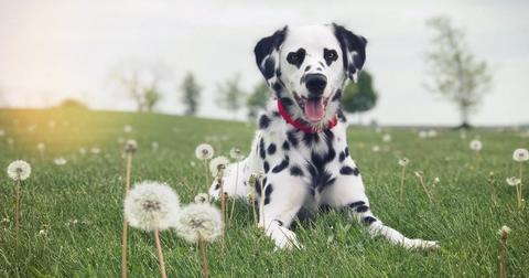 charlie-dalmatian-1560194070503.jpg
