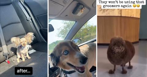 Awful Yorkie transformation and more