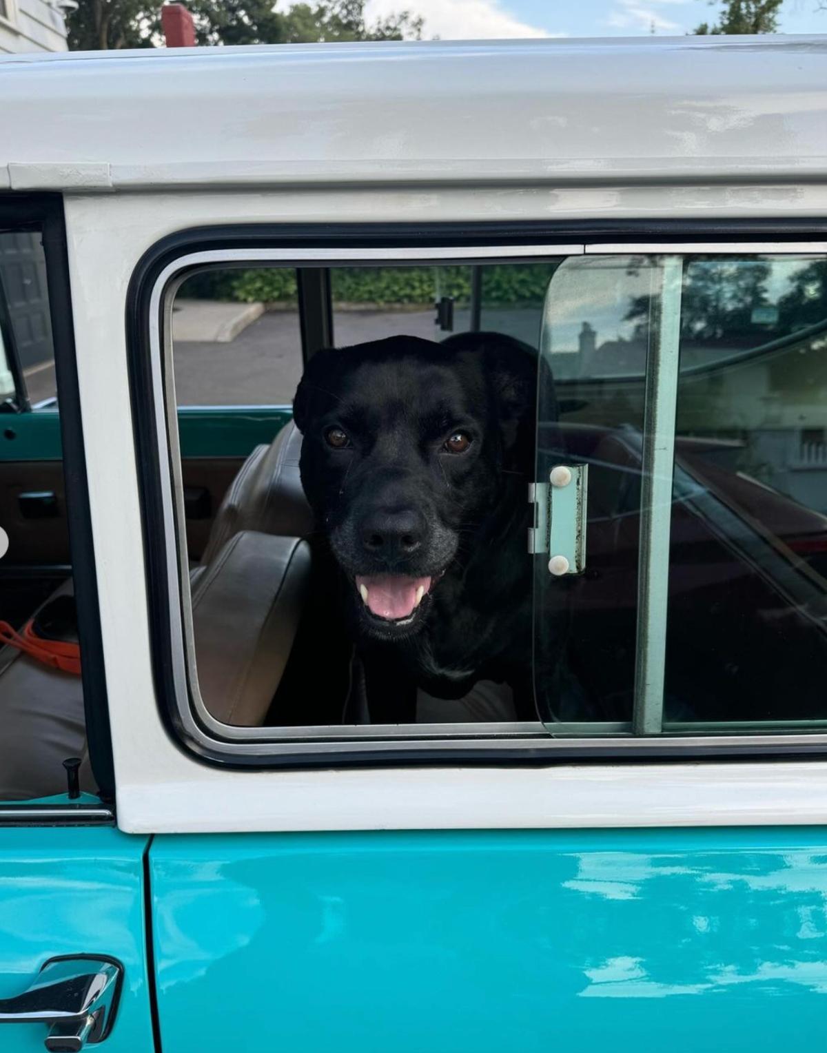 Tim Walz's rescue dog Scout, a black lab mix, sits in a car