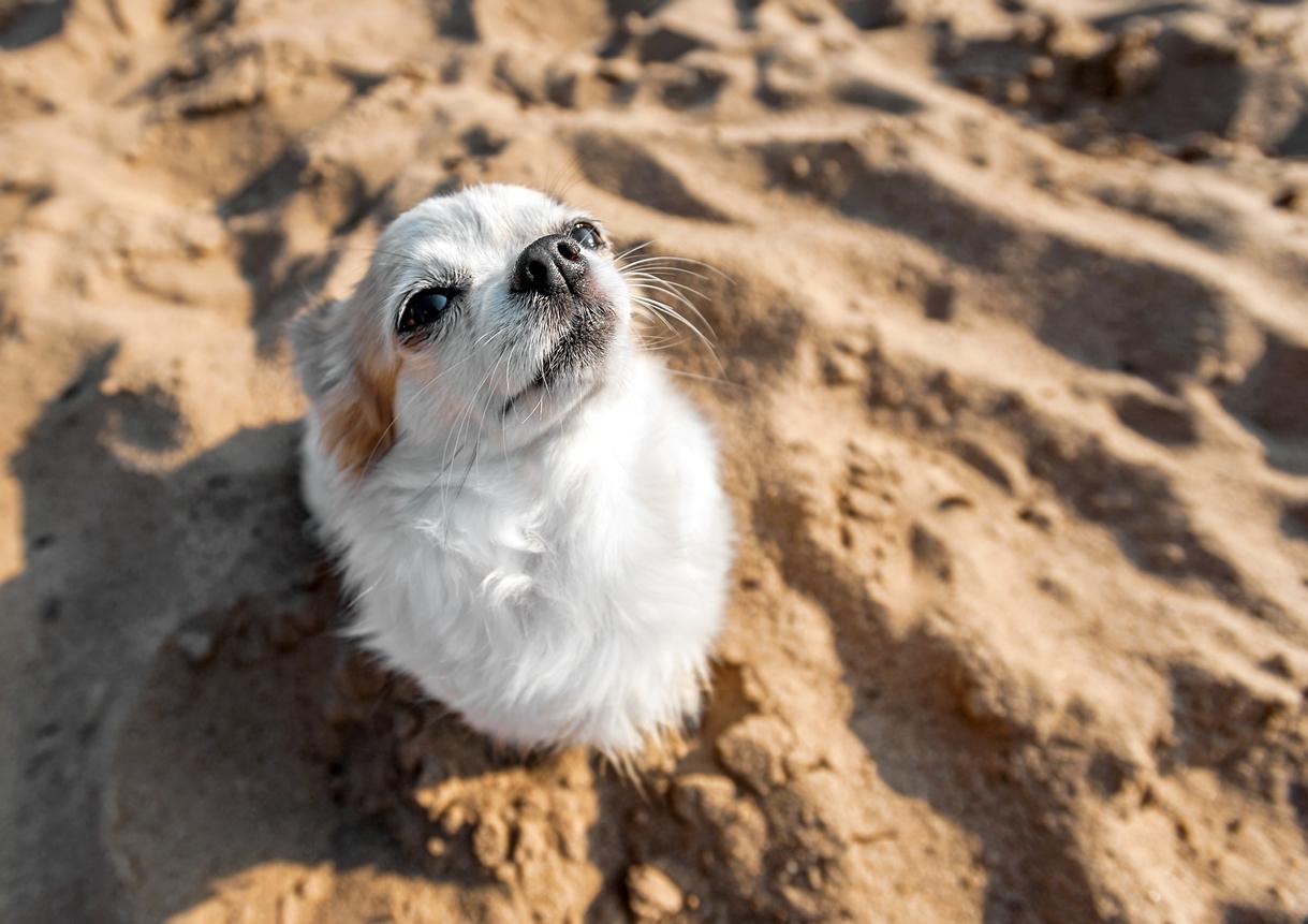 seagull chihuahua