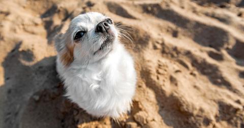 1-seagull-chihuahua-1563821398088.jpg