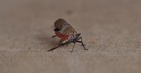 A spotted lanternfly