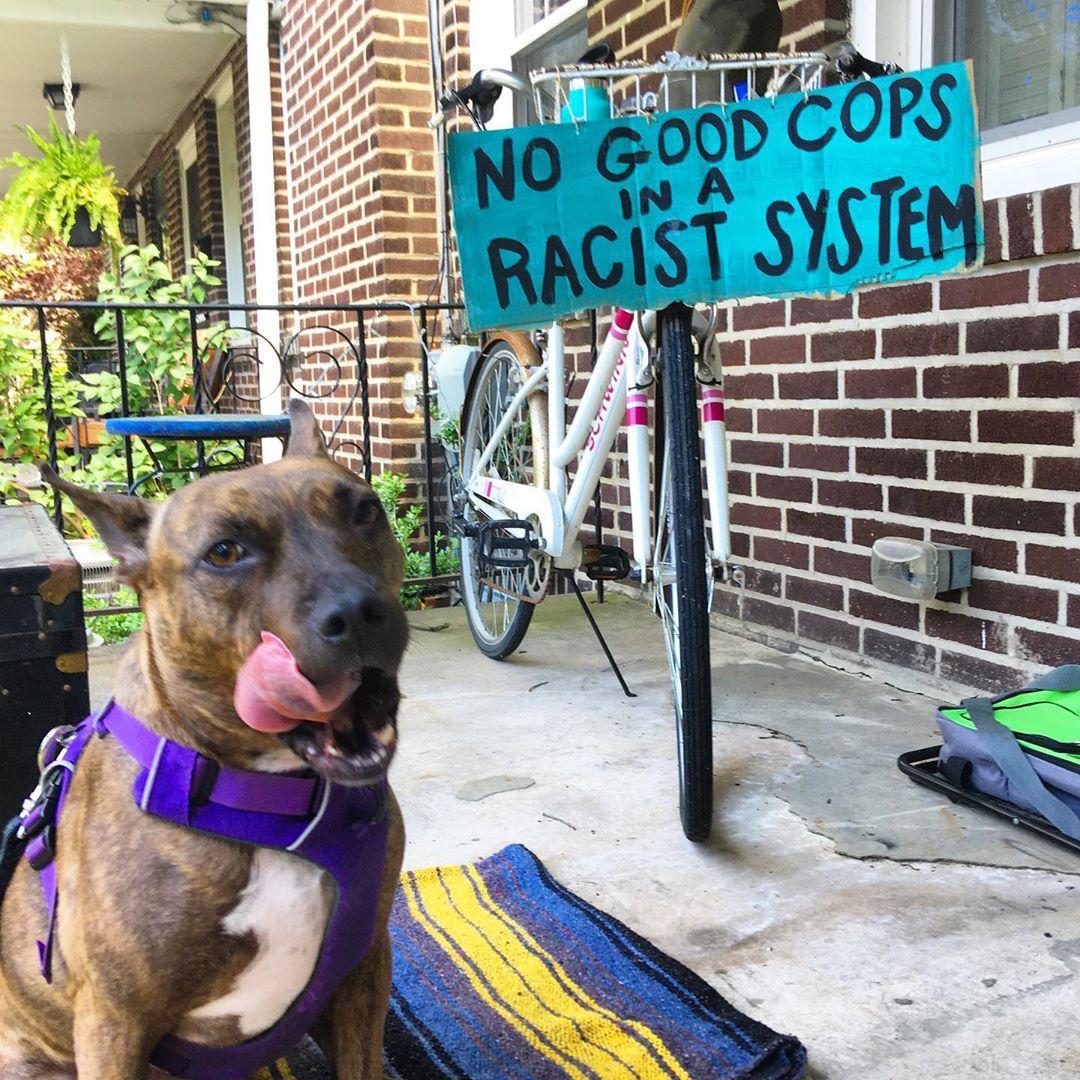 protest dog