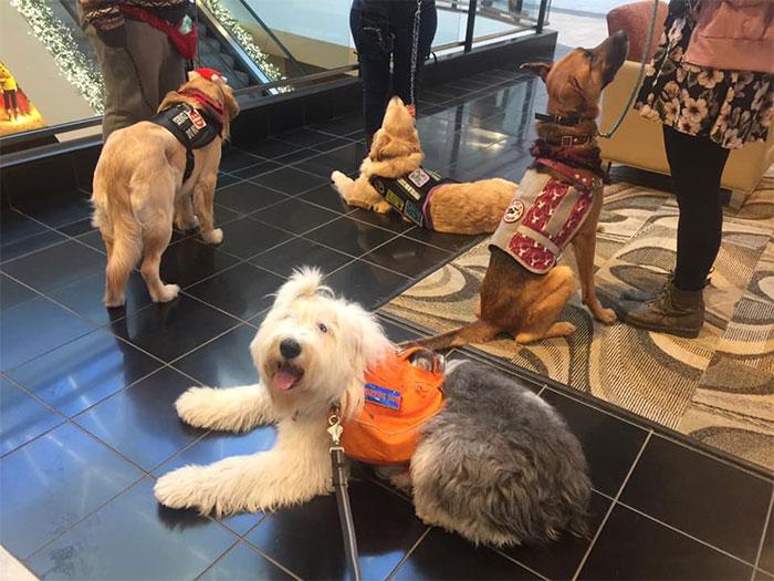 Man Scolds Aunty For Letting Dogs Play On Public Playground's