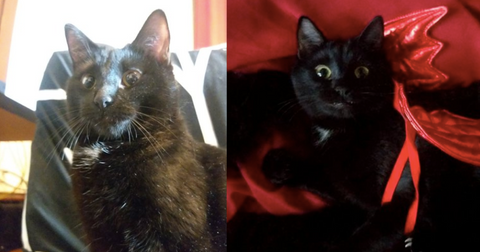 featured-high-cat-1581446006795.jpg