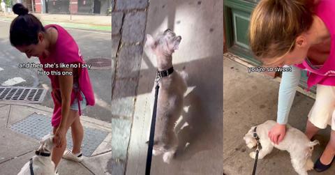 Dog Greets Planned Parenthood Volunteers, Ignores Others