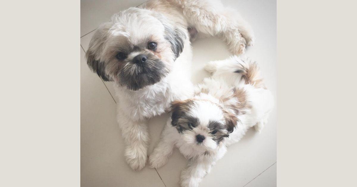 Aria looks at the camera with her baby pup Lulu