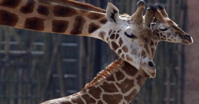 What Happened To April The Giraffe Internet Sensation Has Passed Away 6067