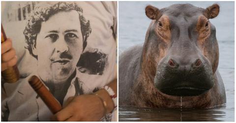 Why Did Pablo Escobar Have Hippos?