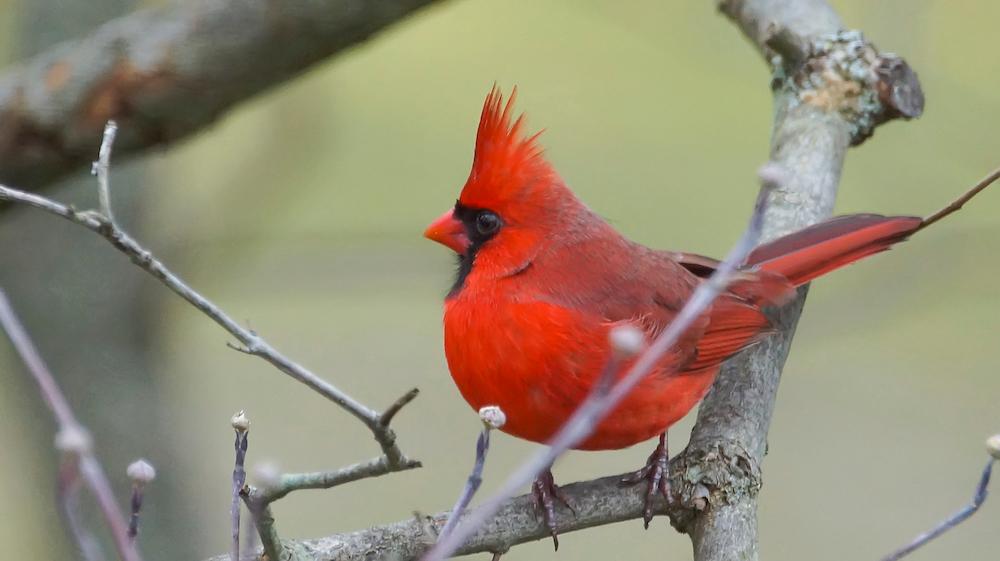 A Bird in a Tree