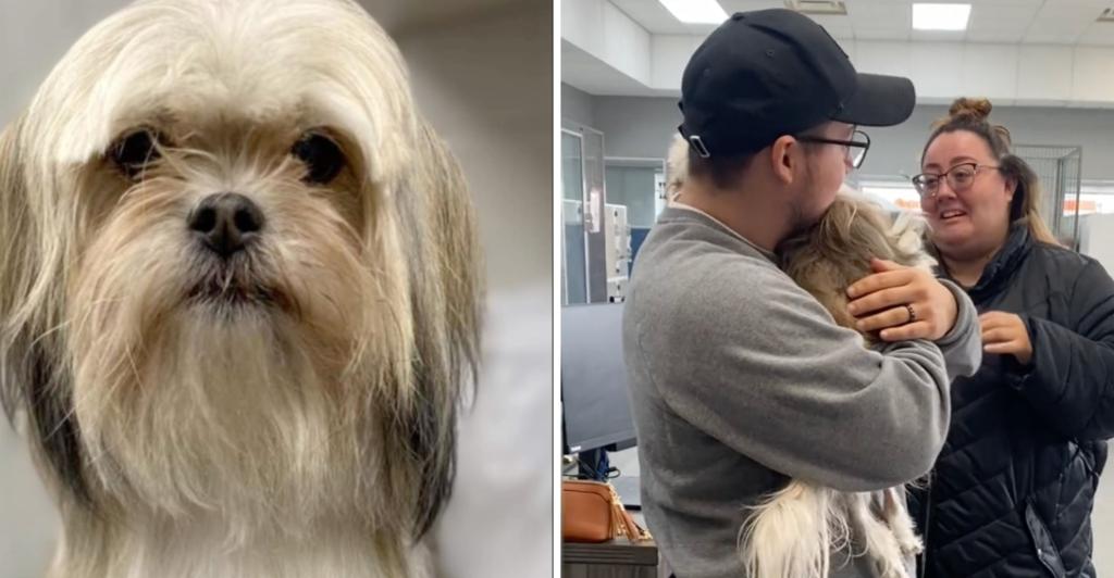 Family Reunites With Stolen Dog 5 Years Later — Happy Ending