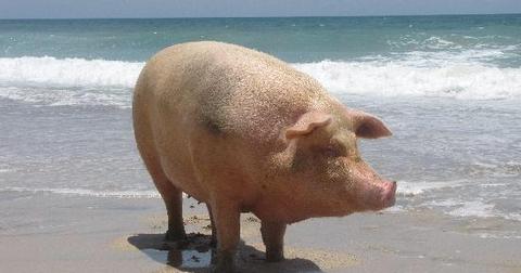 18-beach-1560181664946.jpg
