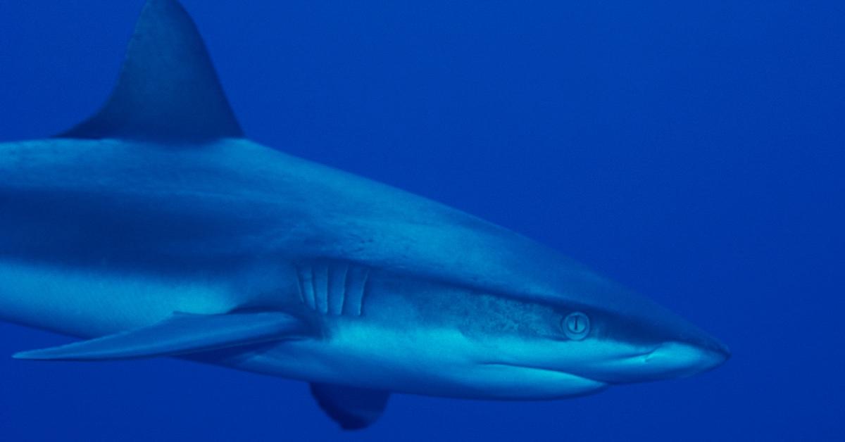 When Does Shark Week Start? What You Need to Know