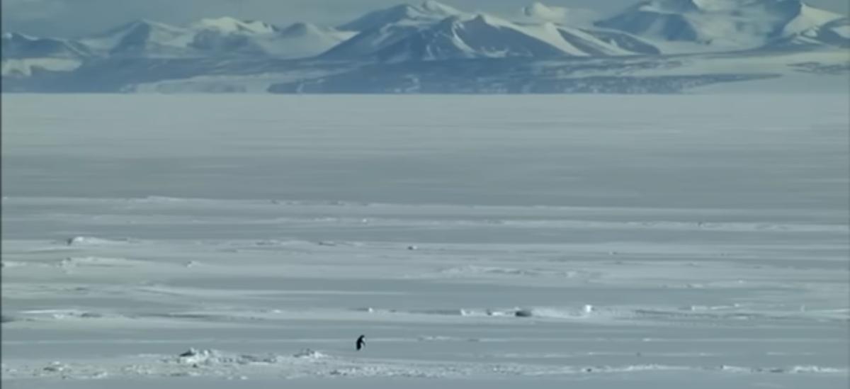 The lone penguin in the Antarctica documentary.