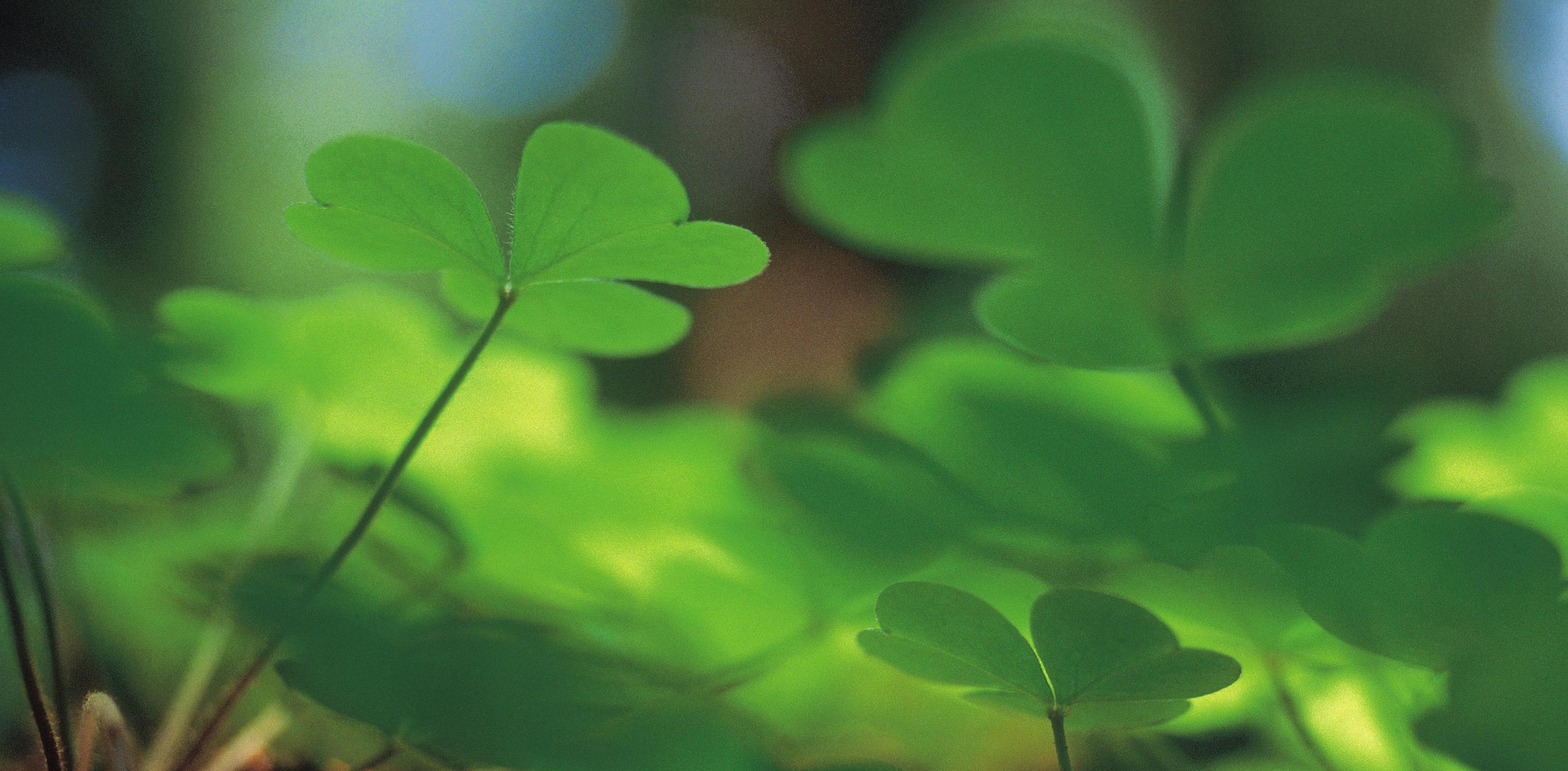 Four-Leaf Clovers