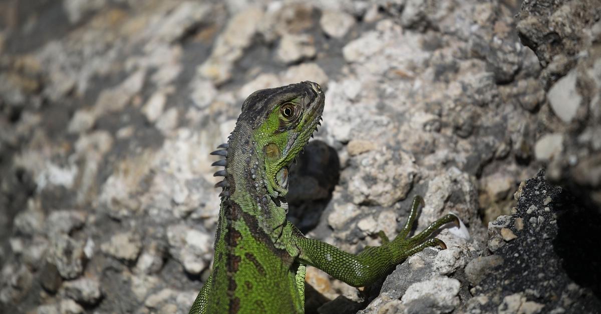 falling iguana warning