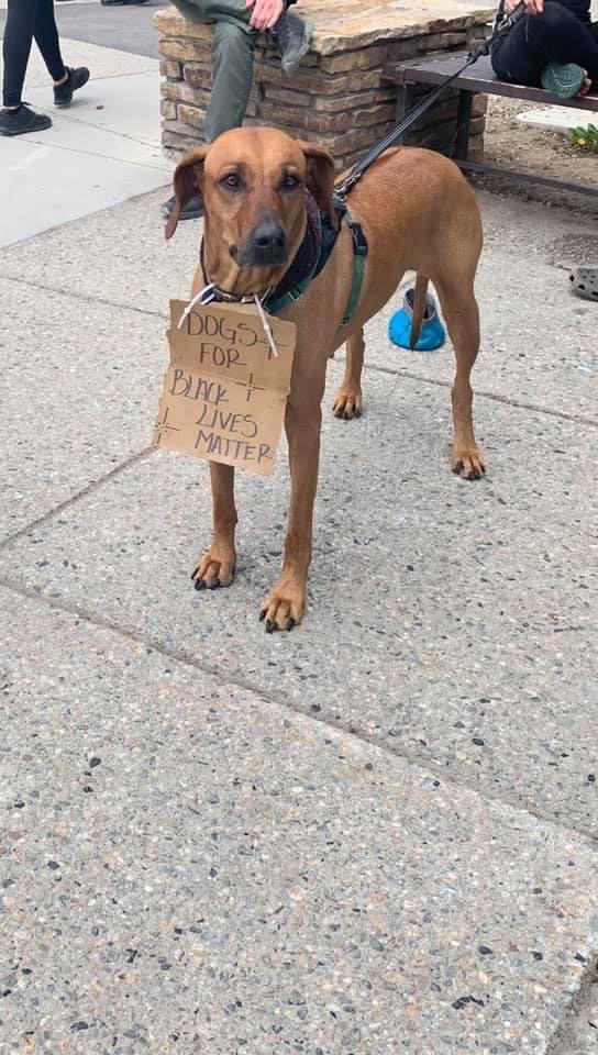 protest dog