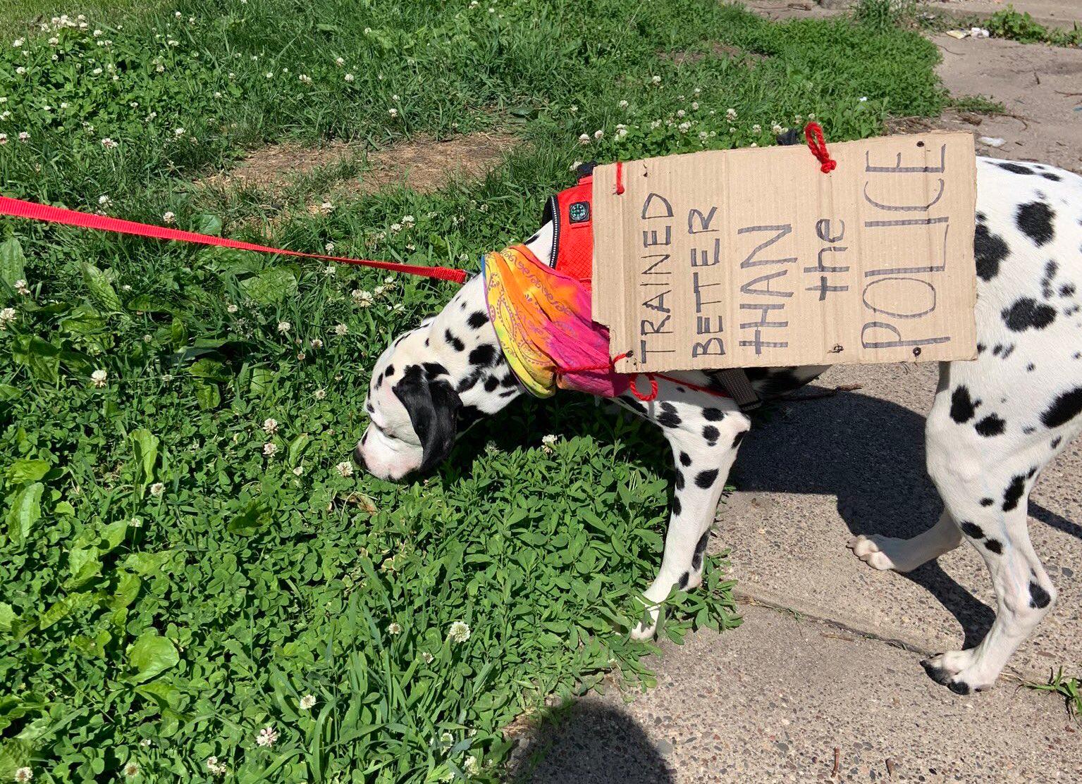 protest dog