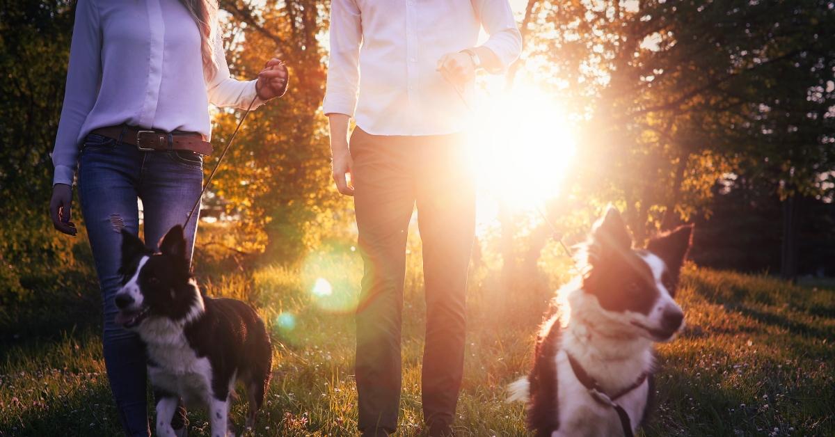 couple walking dogs in nature