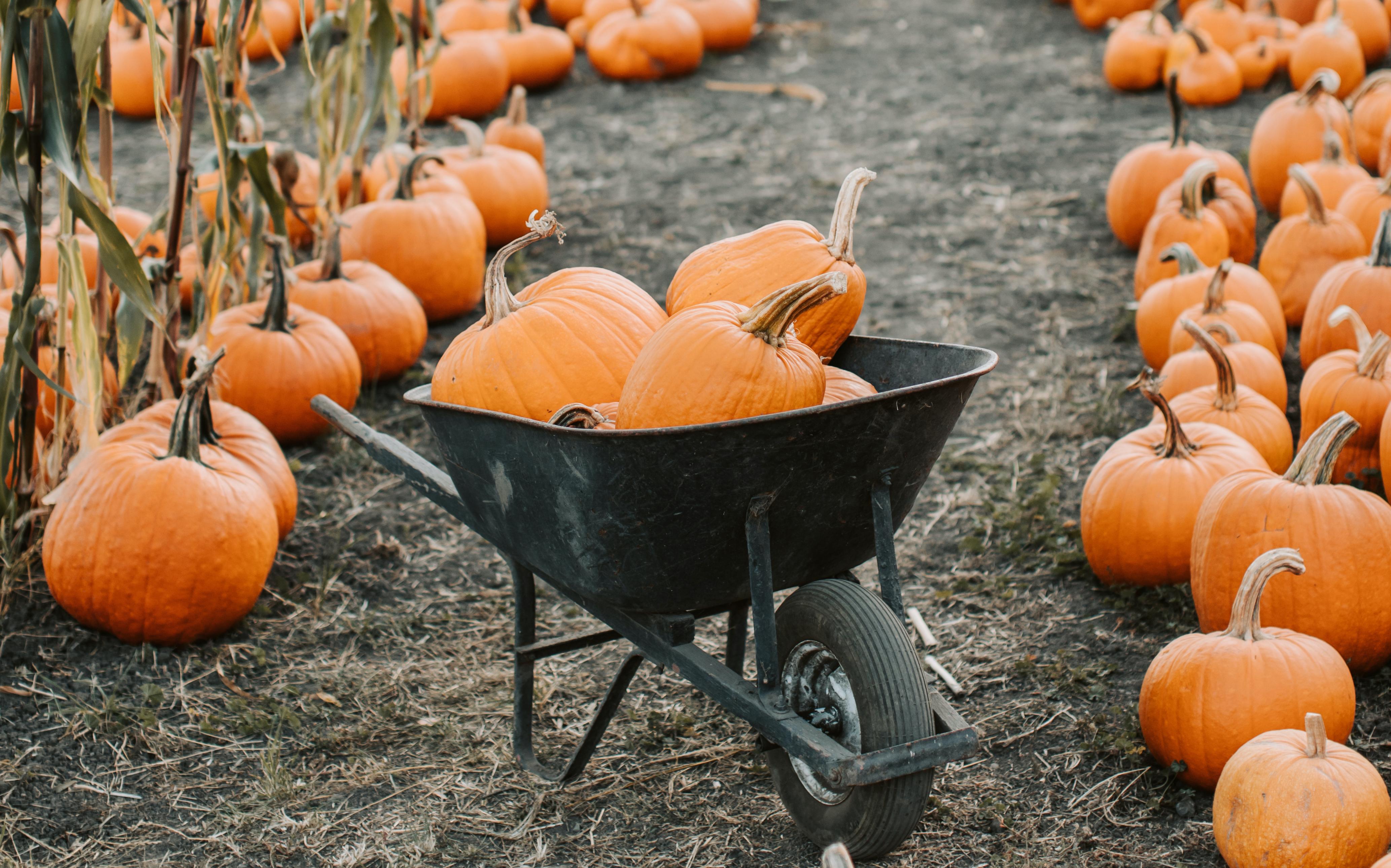 Pumpkin Patch Captions For Instagram Fun Captions For Your Next Post