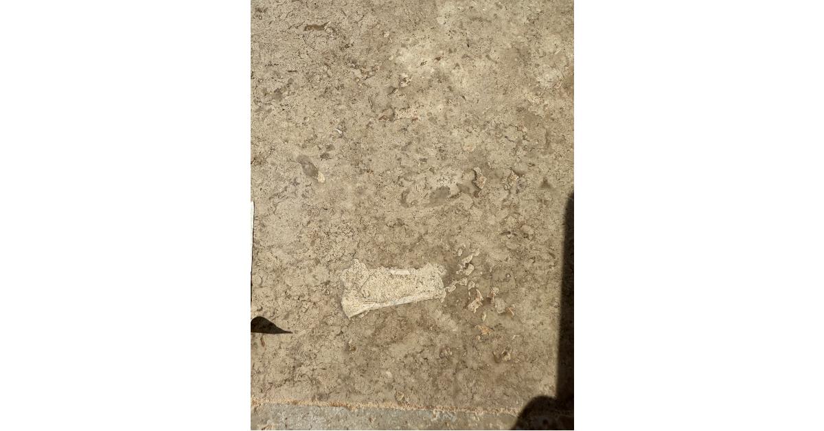 fossil floor