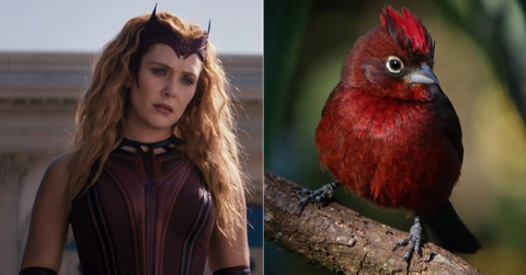 Someone Made a Thread of Marvel Characters as Birds and It's Perfect