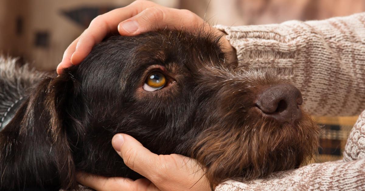 hands of owner petting a dog picture id