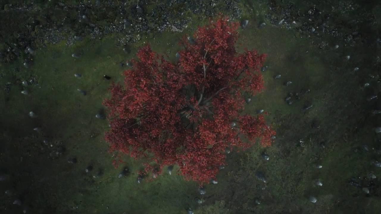 weirwood tree