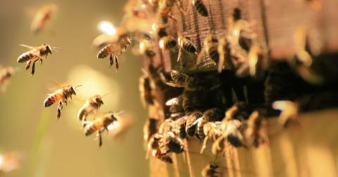 bees-cover-1-1554901544979.jpg