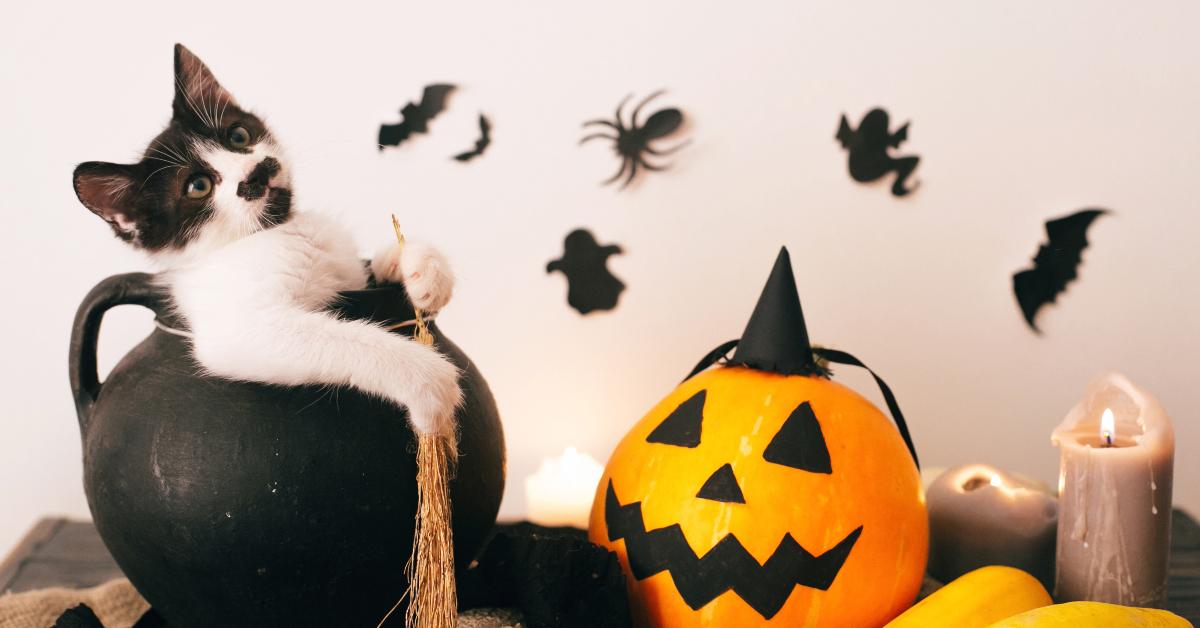 A kitten finds its way into Halloween decorations.