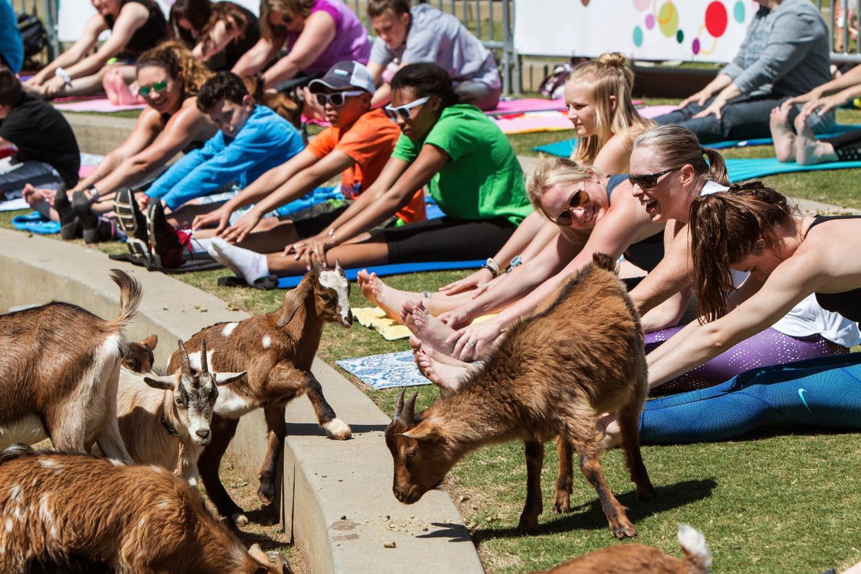 goat yoga