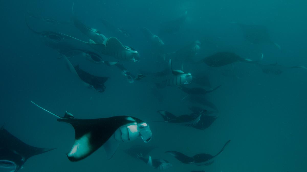 Manta rays in 'Welcome to Earth'