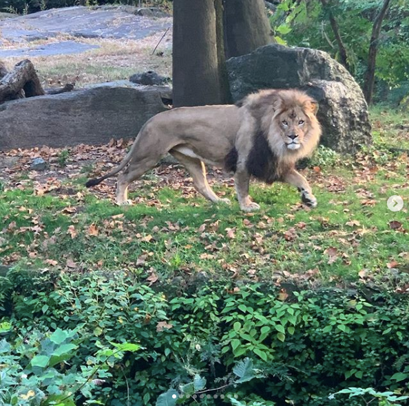 bronx zoo lion