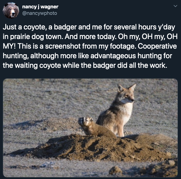 coyote badger