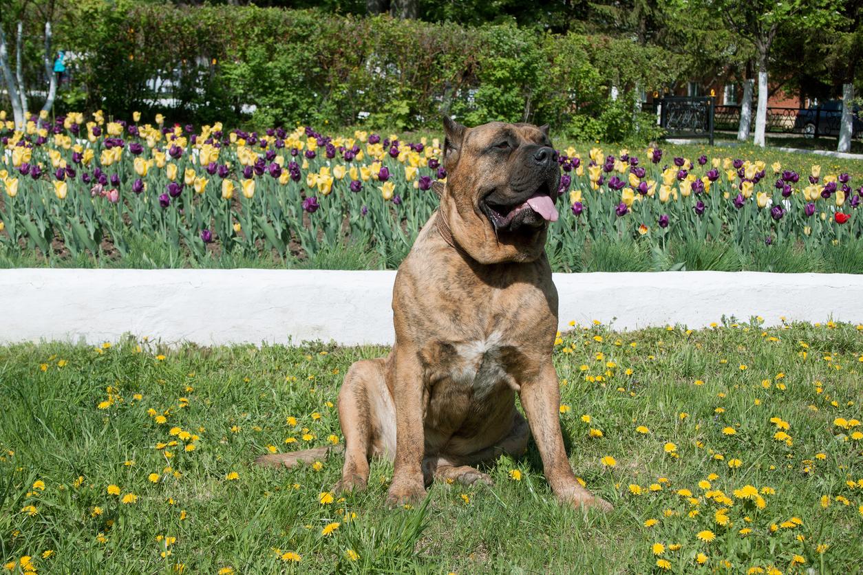 canary mastiff