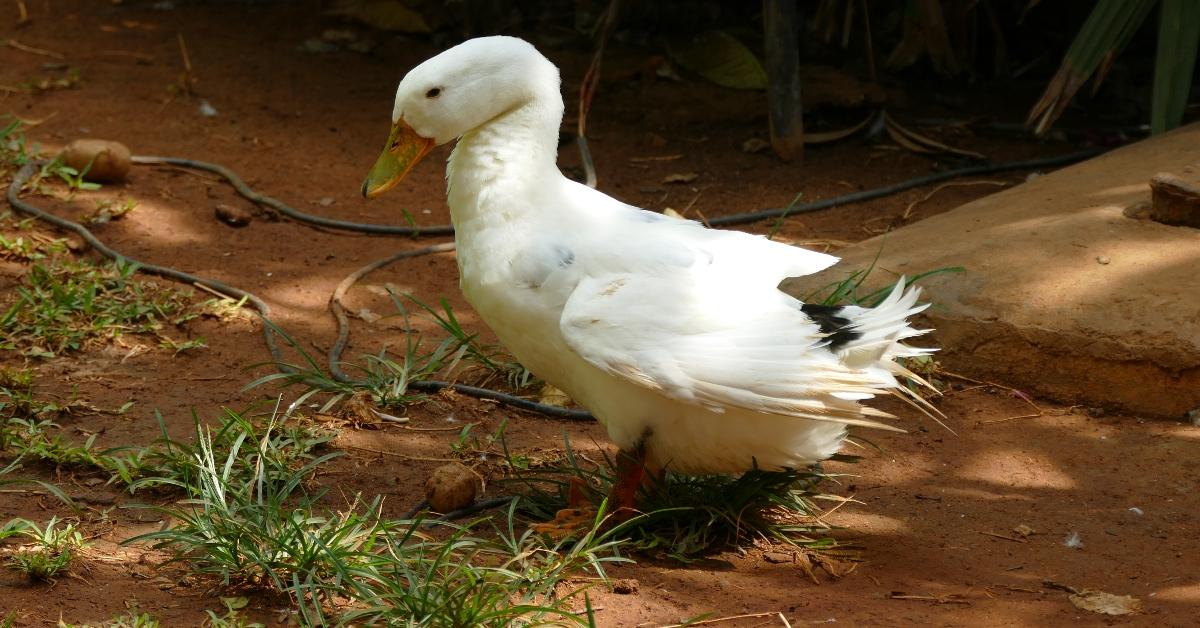 Duck preening itself