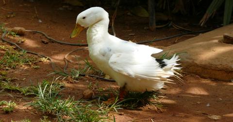 Duck preening itself
