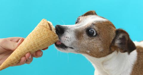 can puppies have ice cream