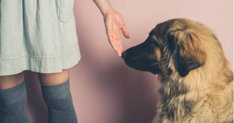 big-dog-smelling-hand-of-woman-picture-id627216816-1561485824664.jpg