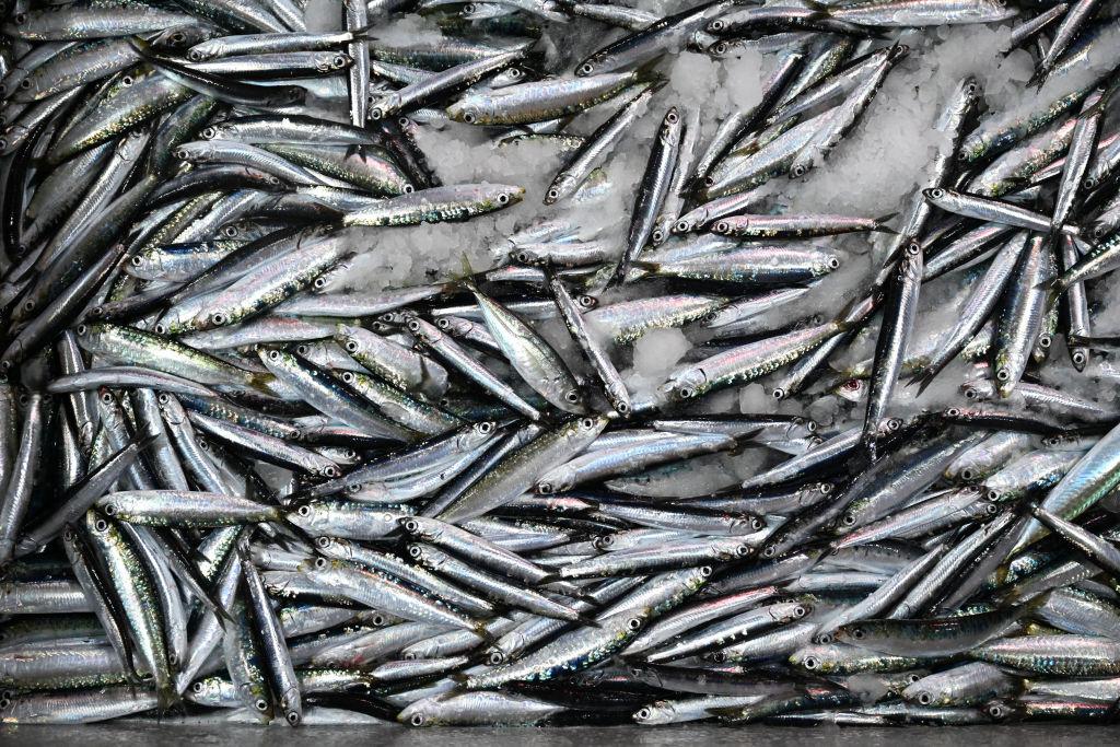 A view of anchovies and sardines caught from the Aegean Sea
