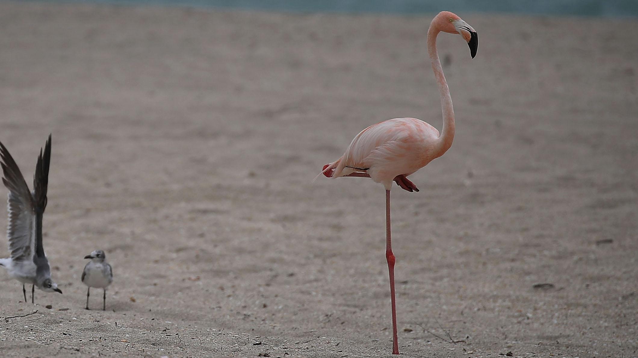 Why are flamingos pink?