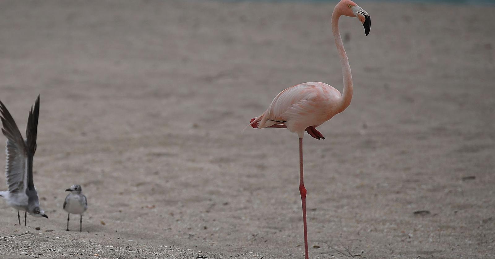 Why Do Flamingos Stand On One Leg? The Answer Is Simple