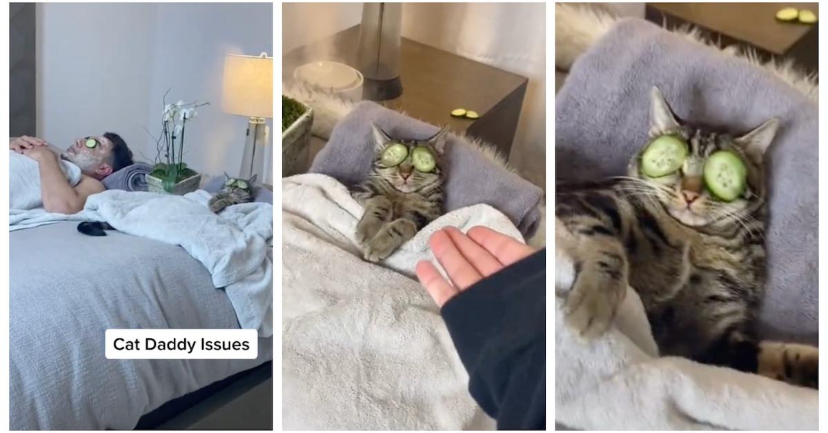 Cat spa day on TikTok